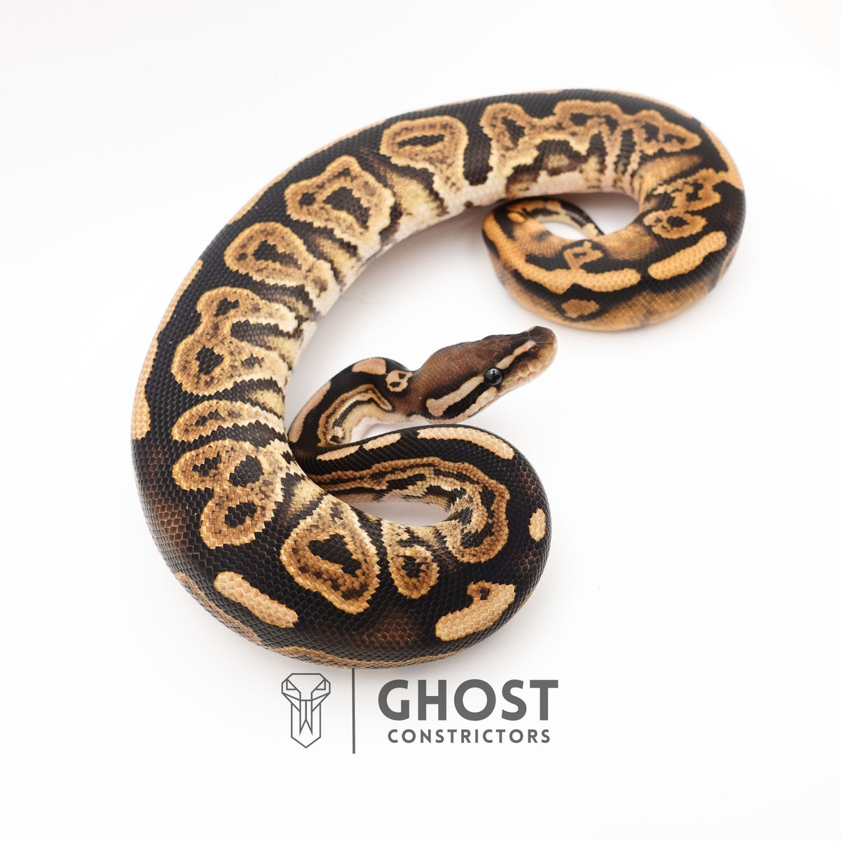 Black Pastel Double Het VPI Axanthic Pied Ball Python — Male, 2024 hatch, captive-bred by Ghost Constrictors