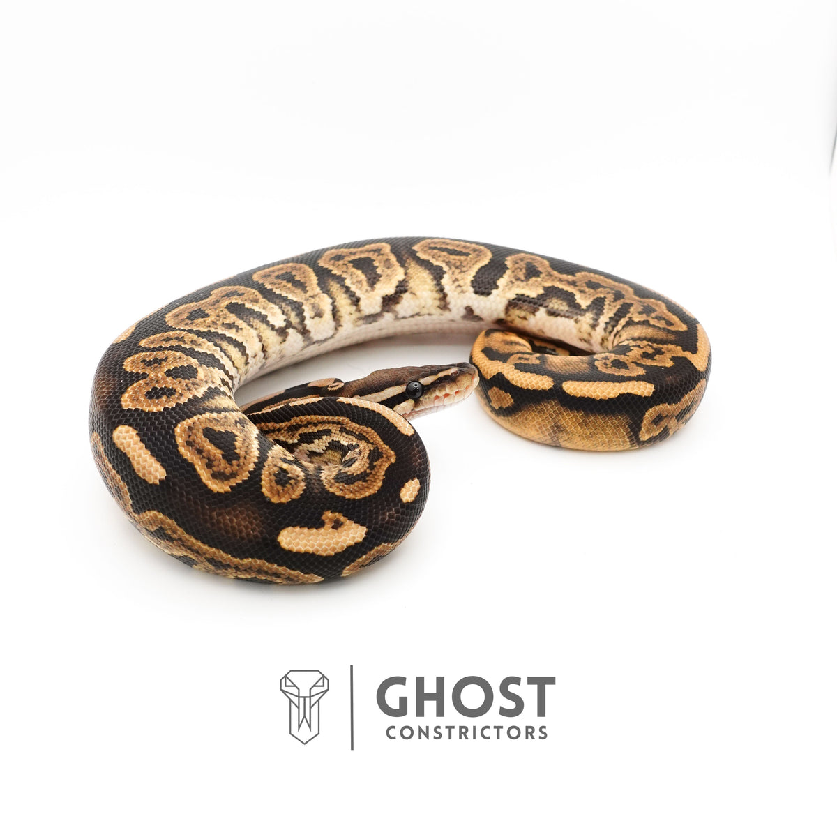 Black Pastel Double Het VPI Axanthic Pied Ball Python — Male, 2024 hatch, captive-bred by Ghost Constrictors