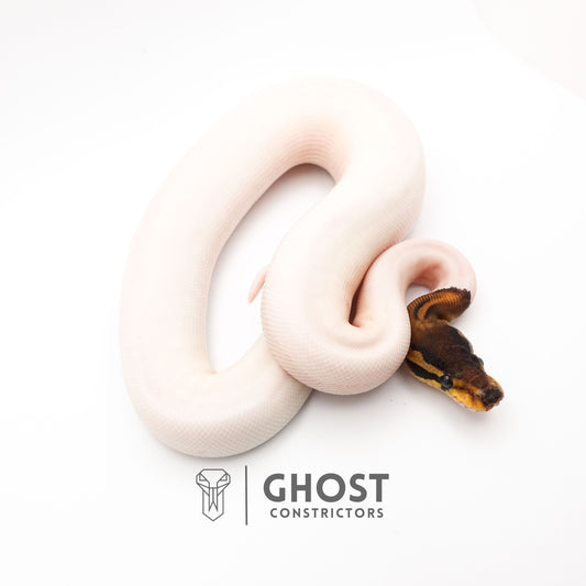 (Black Pastel) Pied Het VPI Axanthic