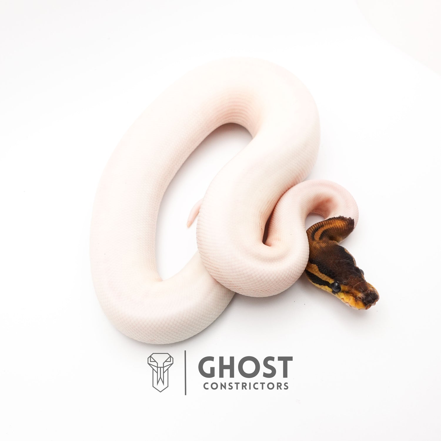 (Black Pastel) Pied Het VPI Axanthic — Female, 2024 hatch, captive-bred by Ghost Constrictors