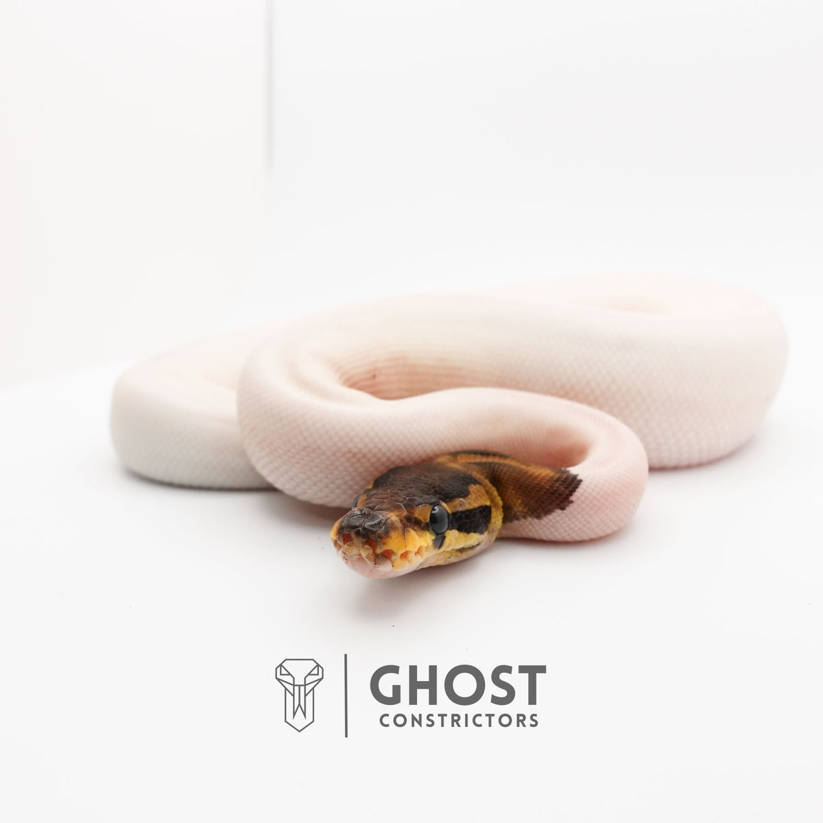 (Black Pastel) Pied Het VPI Axanthic — Female, 2024 hatch, captive-bred by Ghost Constrictors