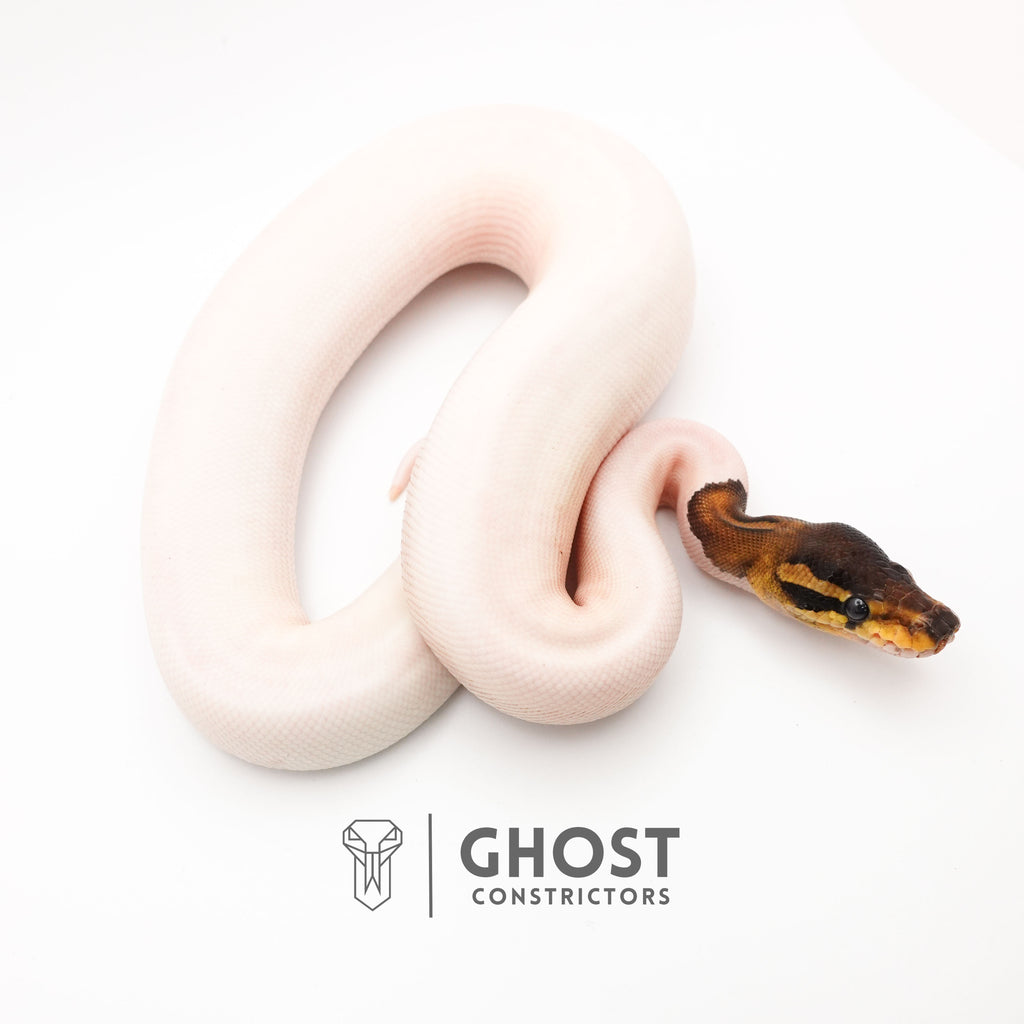 (Black Pastel) Pied Het VPI Axanthic — Female, 2024 hatch, captive-bred by Ghost Constrictors