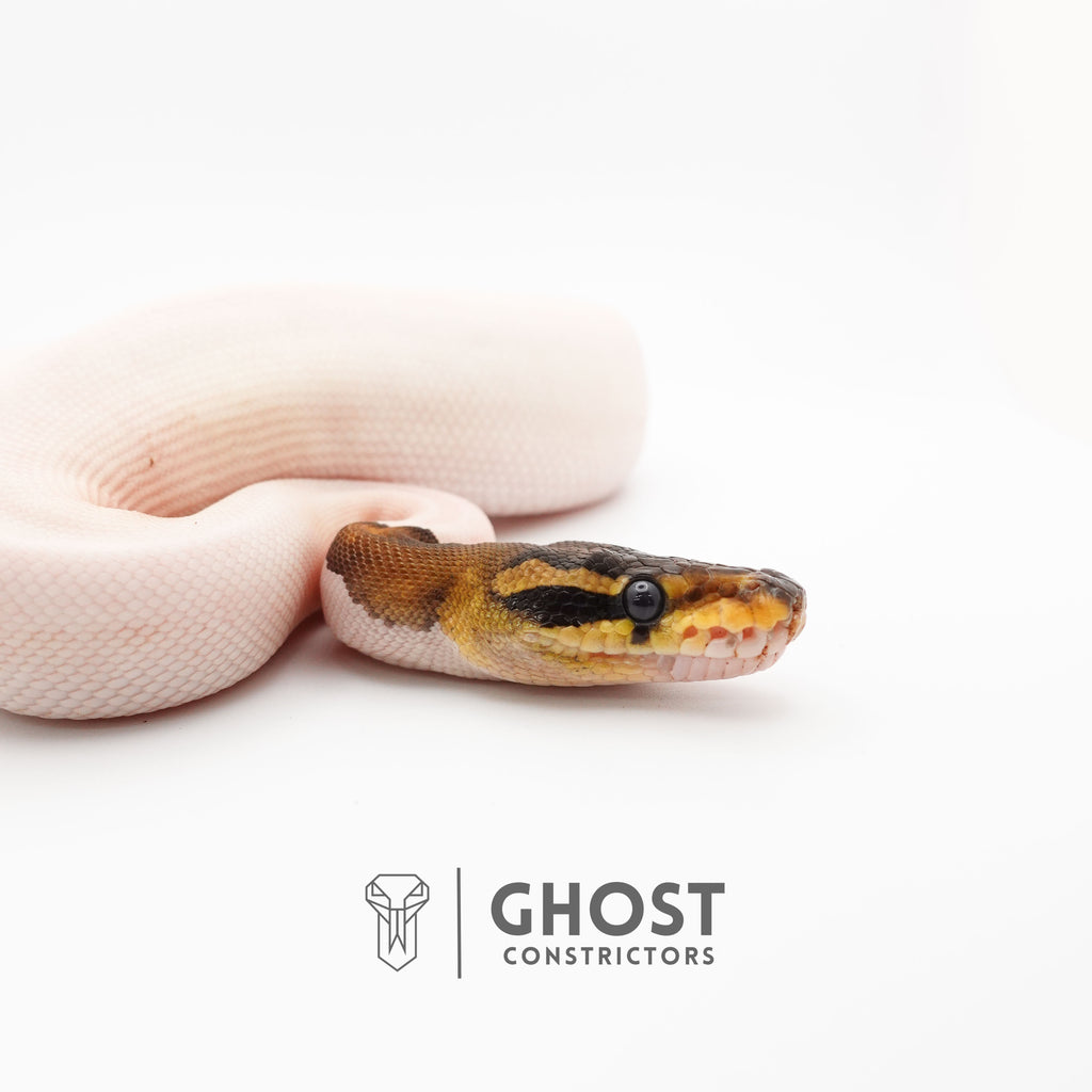 (Black Pastel) Pied Het VPI Axanthic — Female, 2024 hatch, captive-bred by Ghost Constrictors