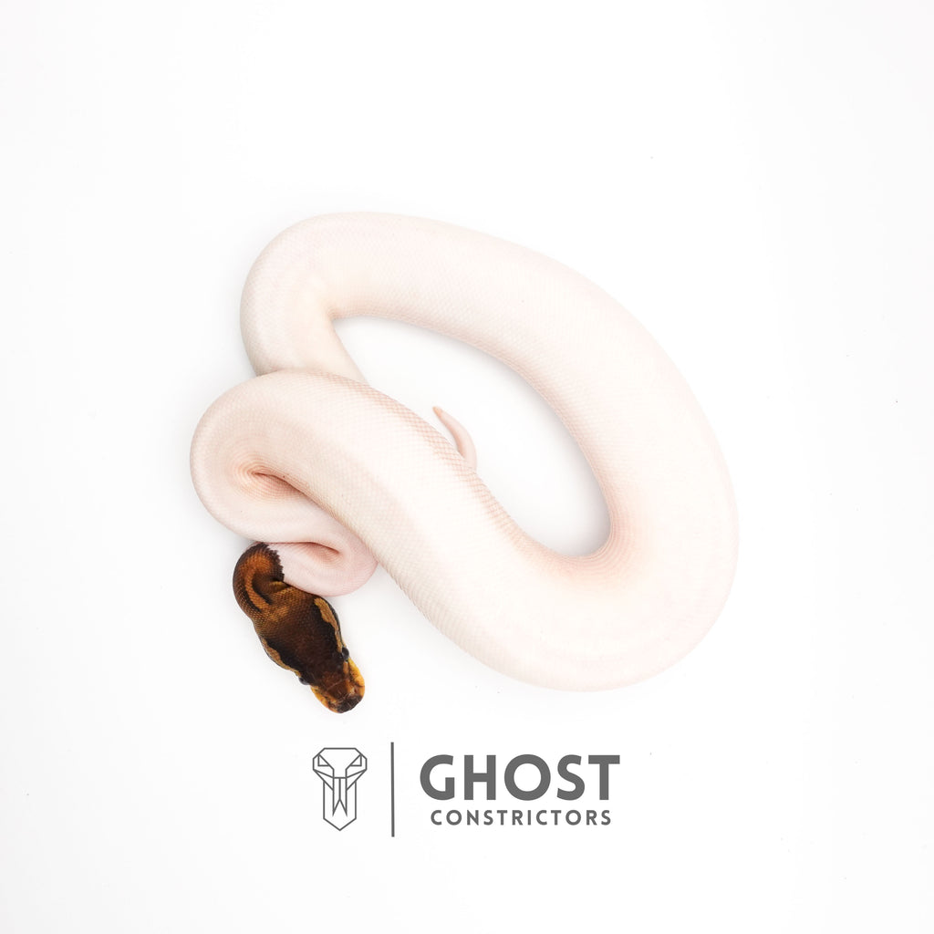 (Black Pastel) Pied Het VPI Axanthic — Female, 2024 hatch, captive-bred by Ghost Constrictors