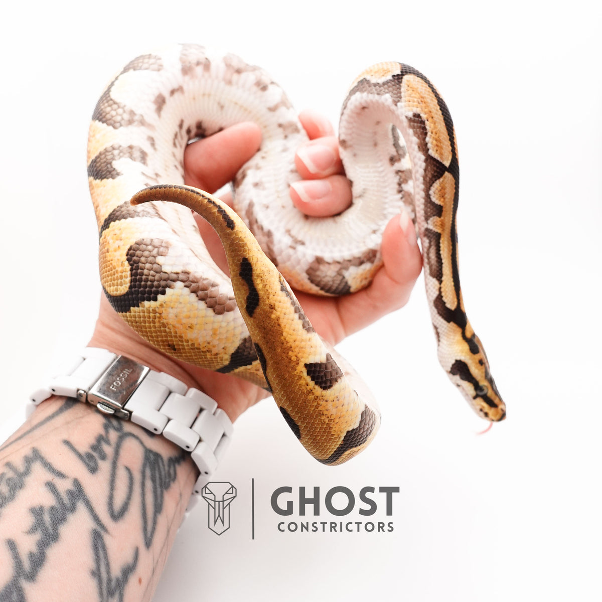 Fire Spotnose Enchi Triple Het Clown DG Pied Ball Python — Male, 2024 hatch, captive-bred by Ghost Constrictors