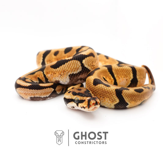 Fire Spotnose Enchi Triple Het Clown DG Pied Ball Python