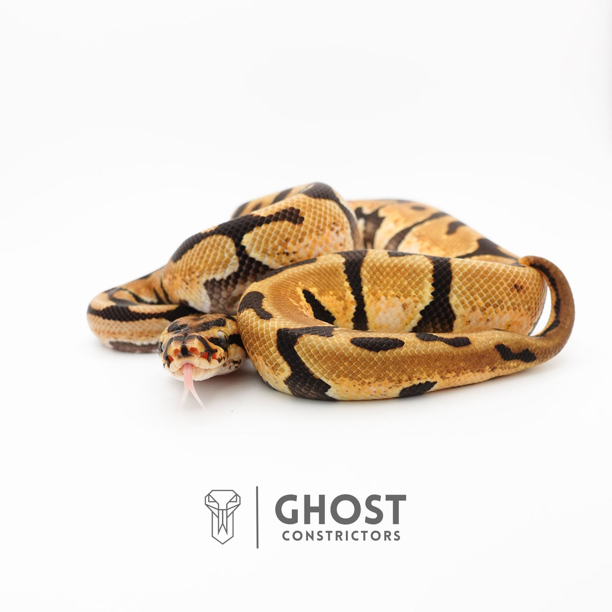 Fire Spotnose Enchi Triple Het Clown DG Pied Ball Python — Male, 2024 hatch, captive-bred by Ghost Constrictors