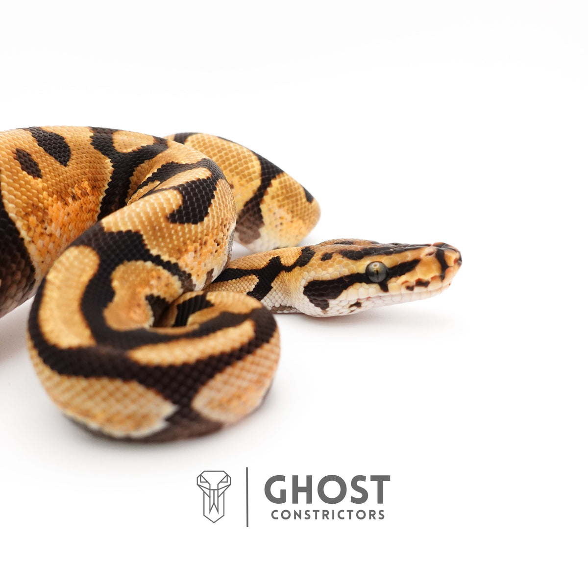 Fire Spotnose Enchi Triple Het Clown DG Pied Ball Python — Male, 2024 hatch, captive-bred by Ghost Constrictors