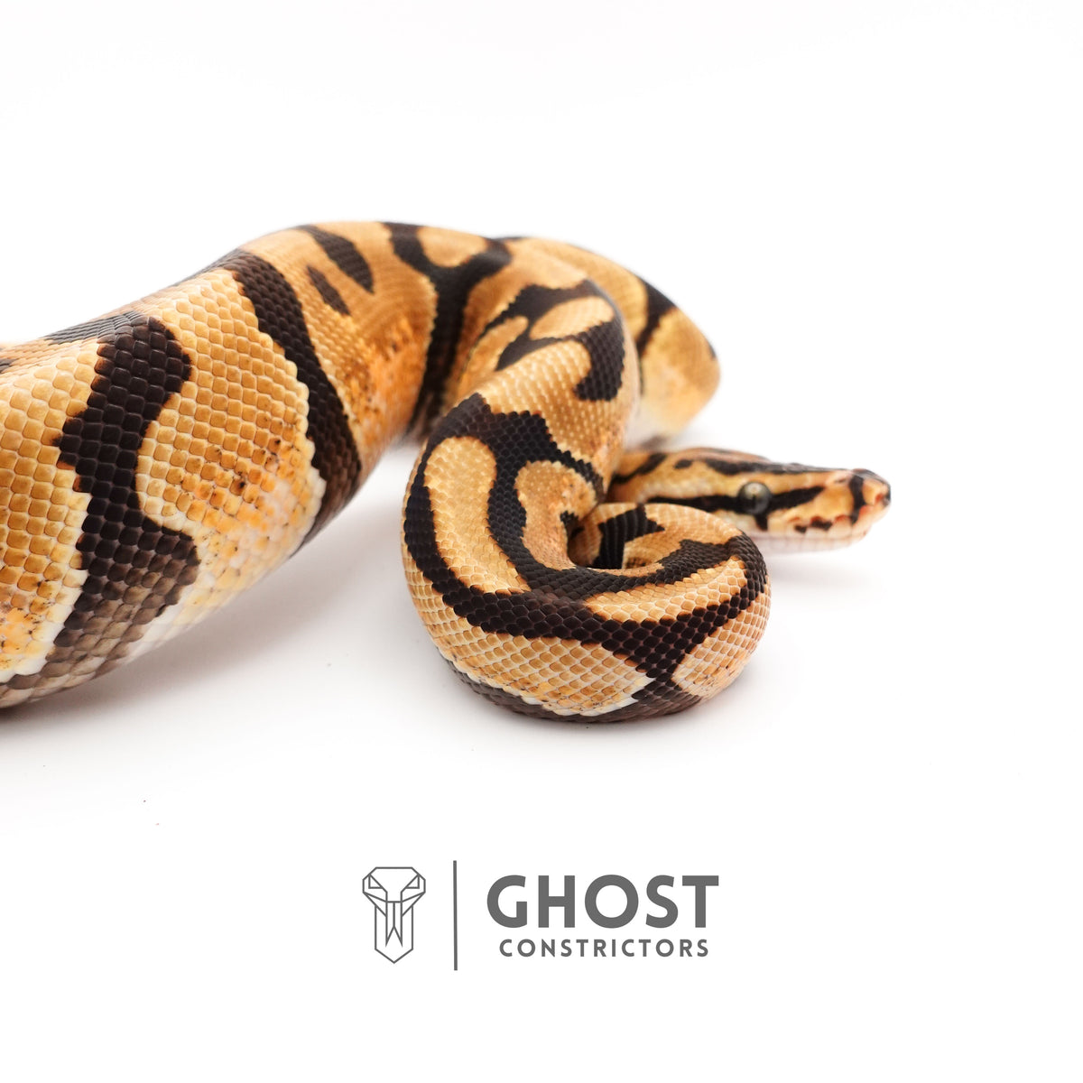 Fire Spotnose Enchi Triple Het Clown DG Pied Ball Python — Male, 2024 hatch, captive-bred by Ghost Constrictors