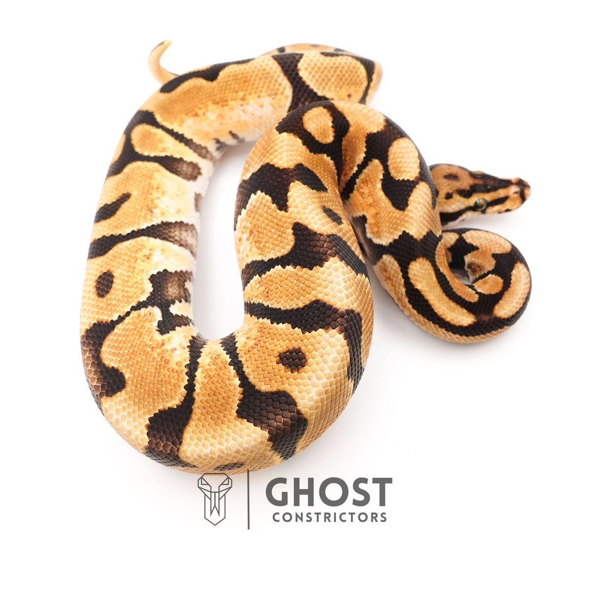 Fire Spotnose Enchi Triple Het Clown DG Pied Ball Python — Male, 2024 hatch, captive-bred by Ghost Constrictors