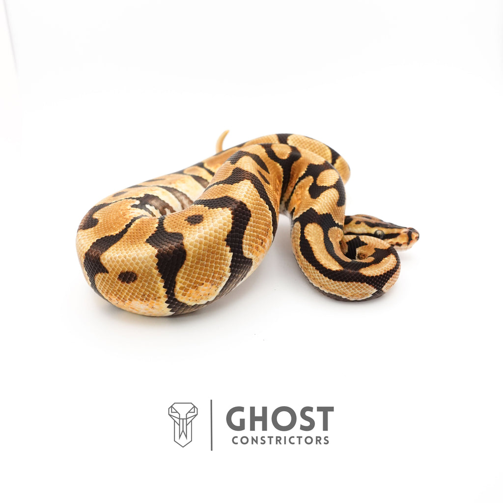 Fire Spotnose Enchi Triple Het Clown DG Pied Ball Python — Male, 2024 hatch, captive-bred by Ghost Constrictors