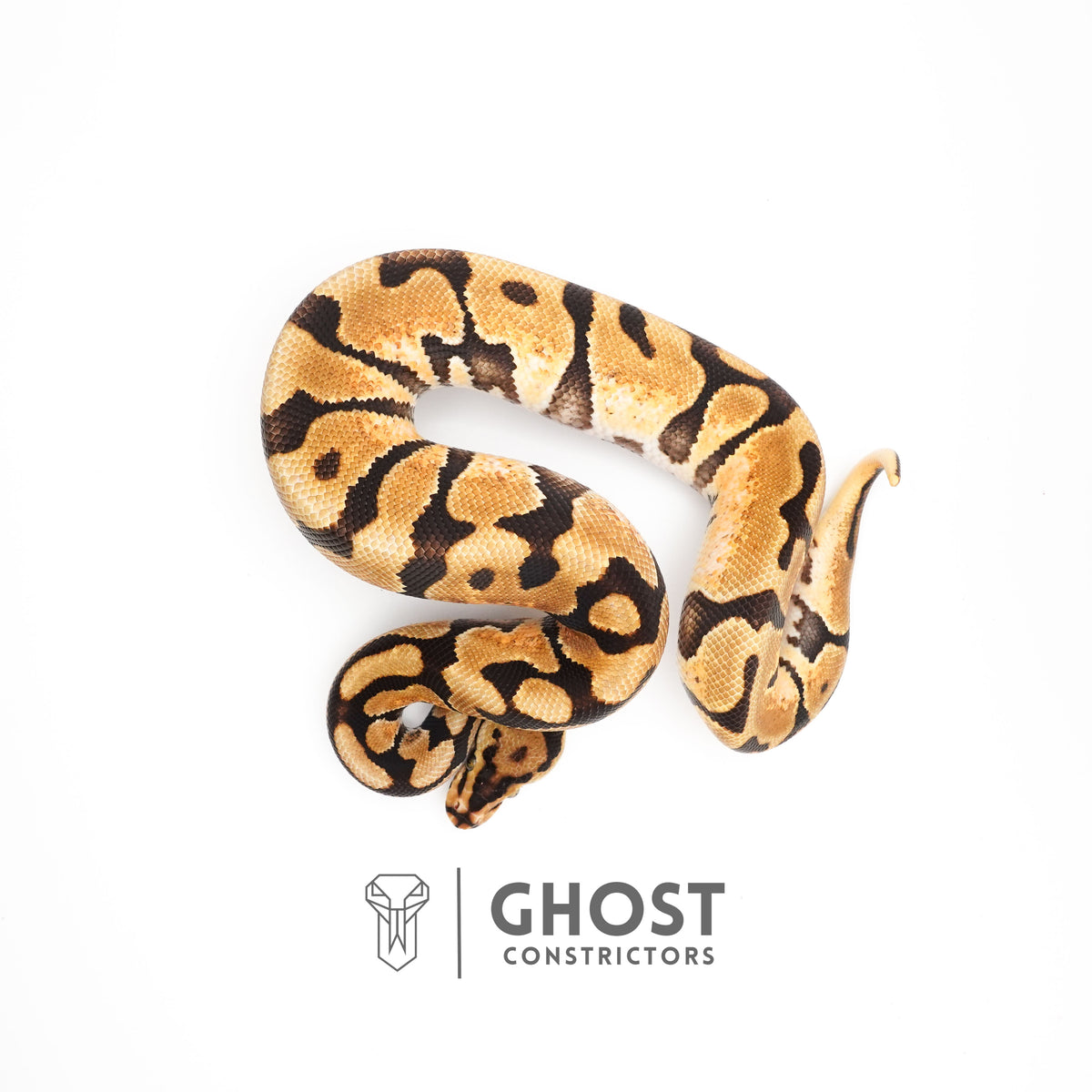 Fire Spotnose Enchi Triple Het Clown DG Pied Ball Python — Male, 2024 hatch, captive-bred by Ghost Constrictors
