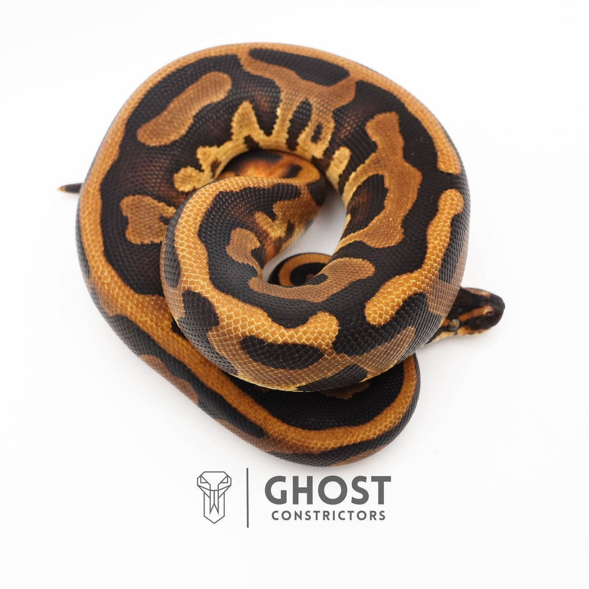 Enchi Leopard Het Clown Het Desert Ghost Het Pied Ball Python — Female, 2024 hatch, captive-bred by Ghost Constrictors