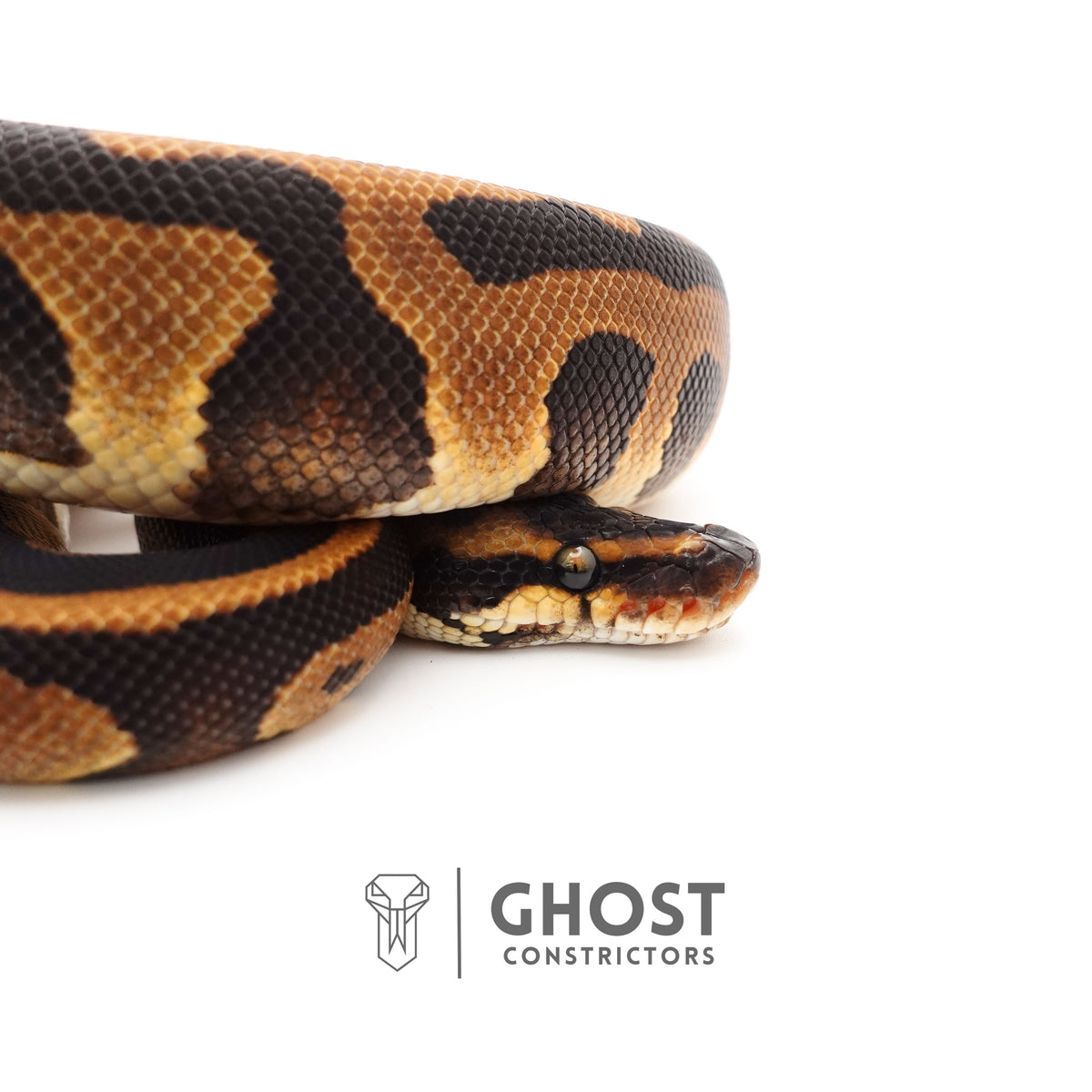 Enchi Leopard Het Clown Het Desert Ghost Het Pied Ball Python — Female, 2024 hatch, captive-bred by Ghost Constrictors
