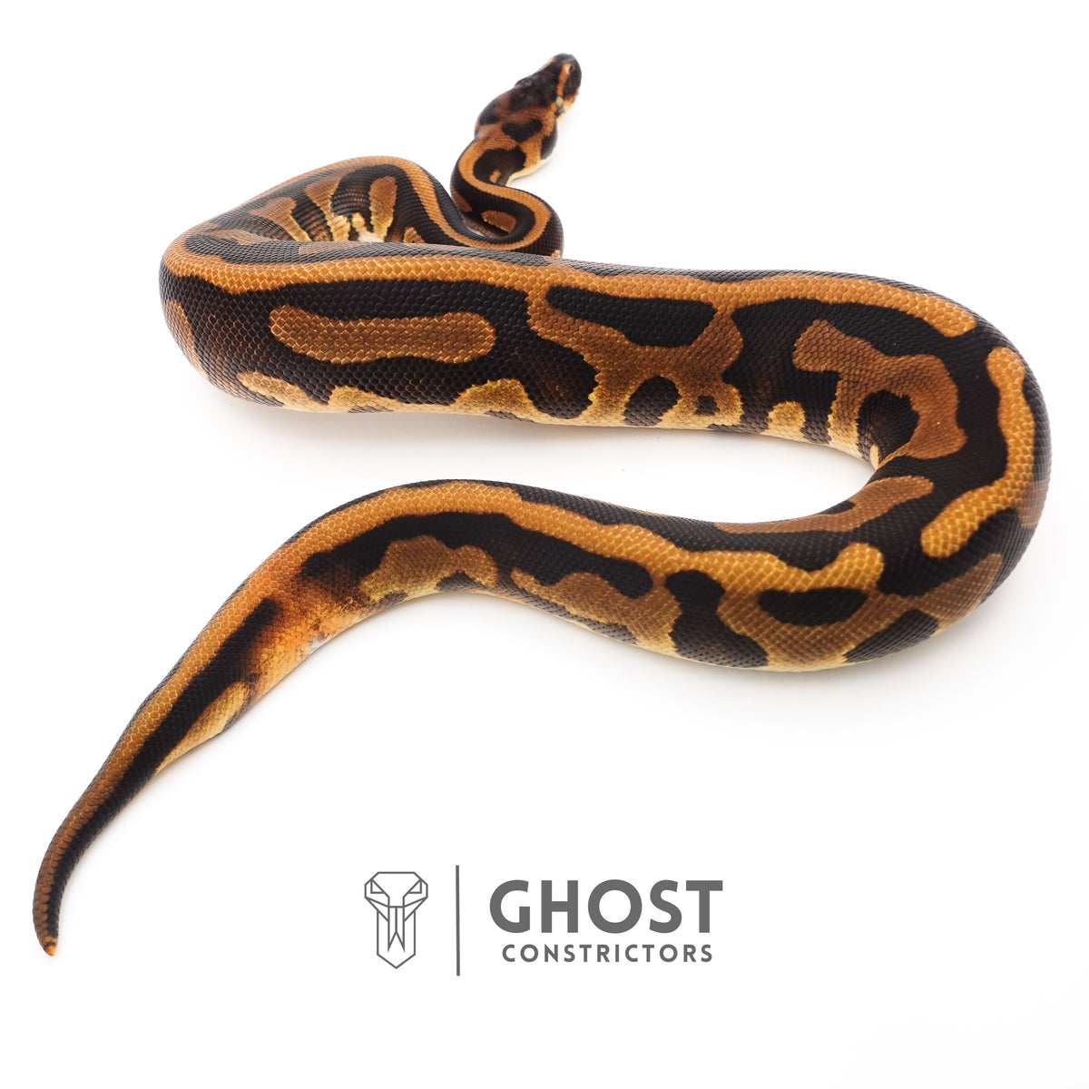 Enchi Leopard Het Clown Het Desert Ghost Het Pied Ball Python — Female, 2024 hatch, captive-bred by Ghost Constrictors