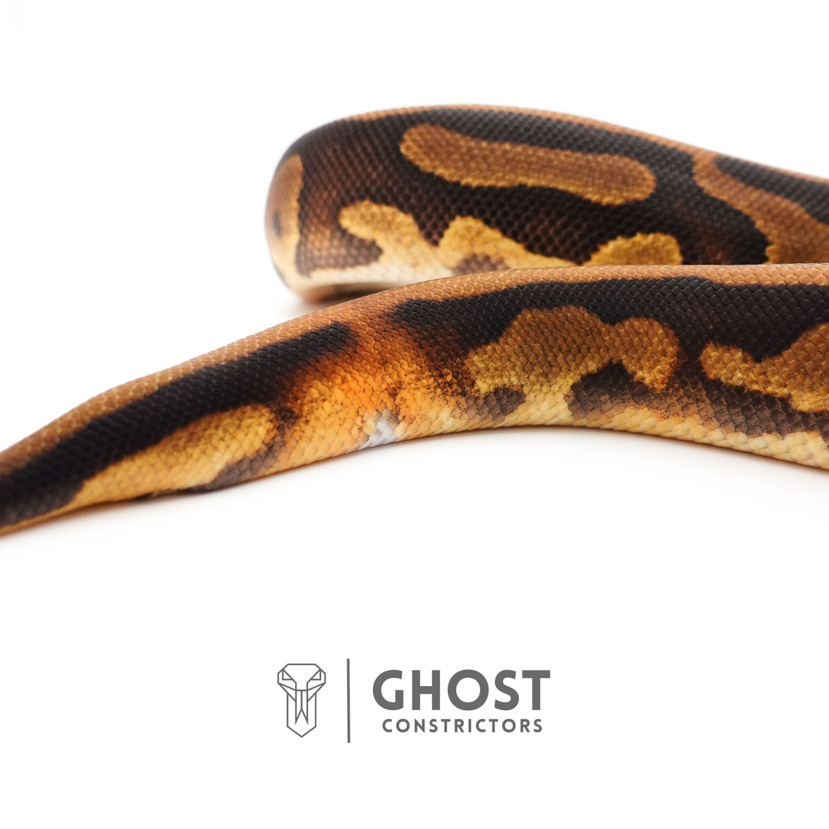 Enchi Leopard Het Clown Het Desert Ghost Het Pied Ball Python — Female, 2024 hatch, captive-bred by Ghost Constrictors