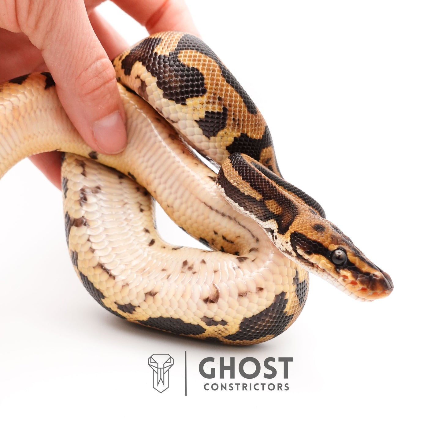 Leopard Spotnose Enchi Possible Redstripe Triple Het Clown DG Pied Ball Python