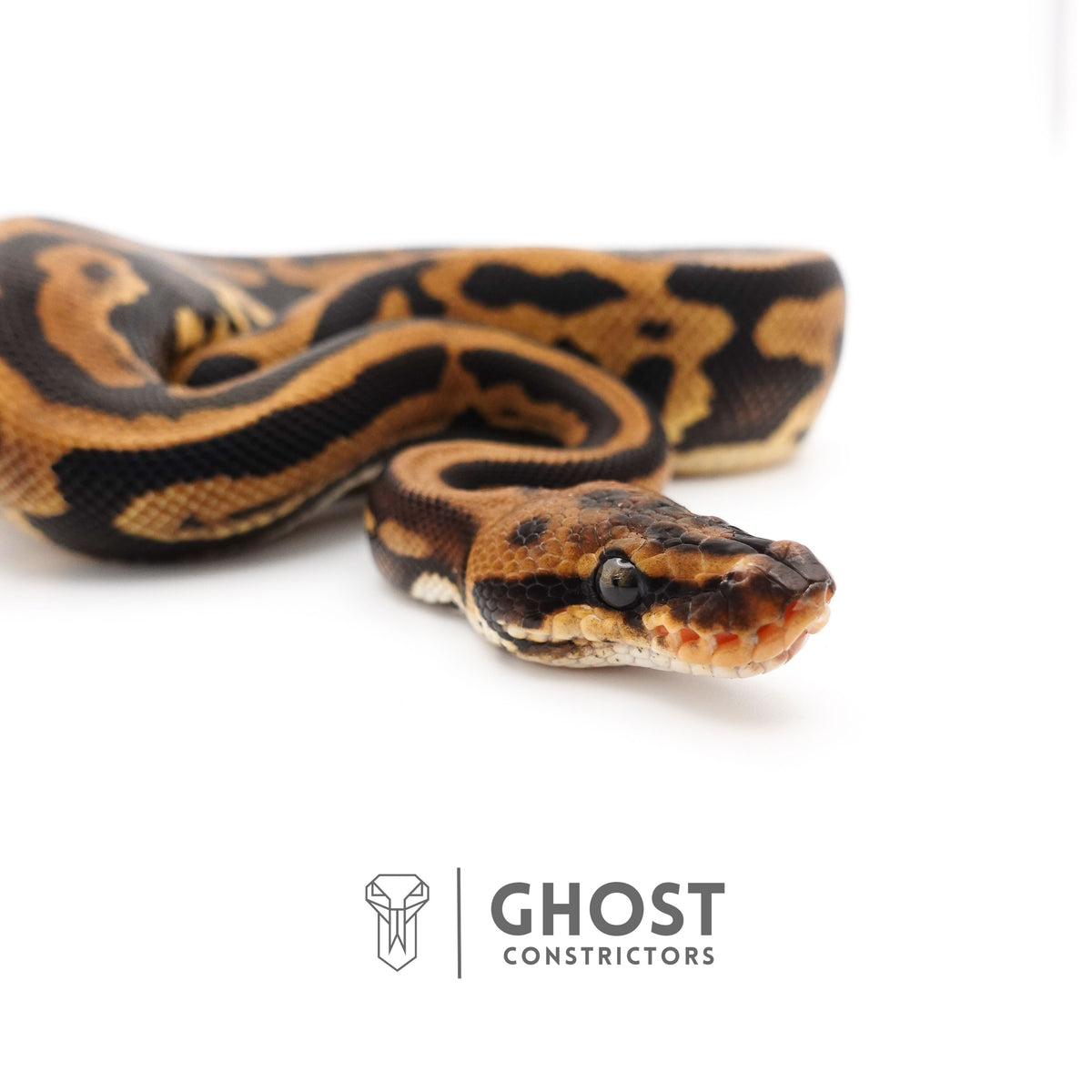 Leopard Spotnose Enchi Possible Redstripe Triple Het Clown DG Pied Ball Python — Male, 2024 hatch, captive-bred by Ghost Constrictors