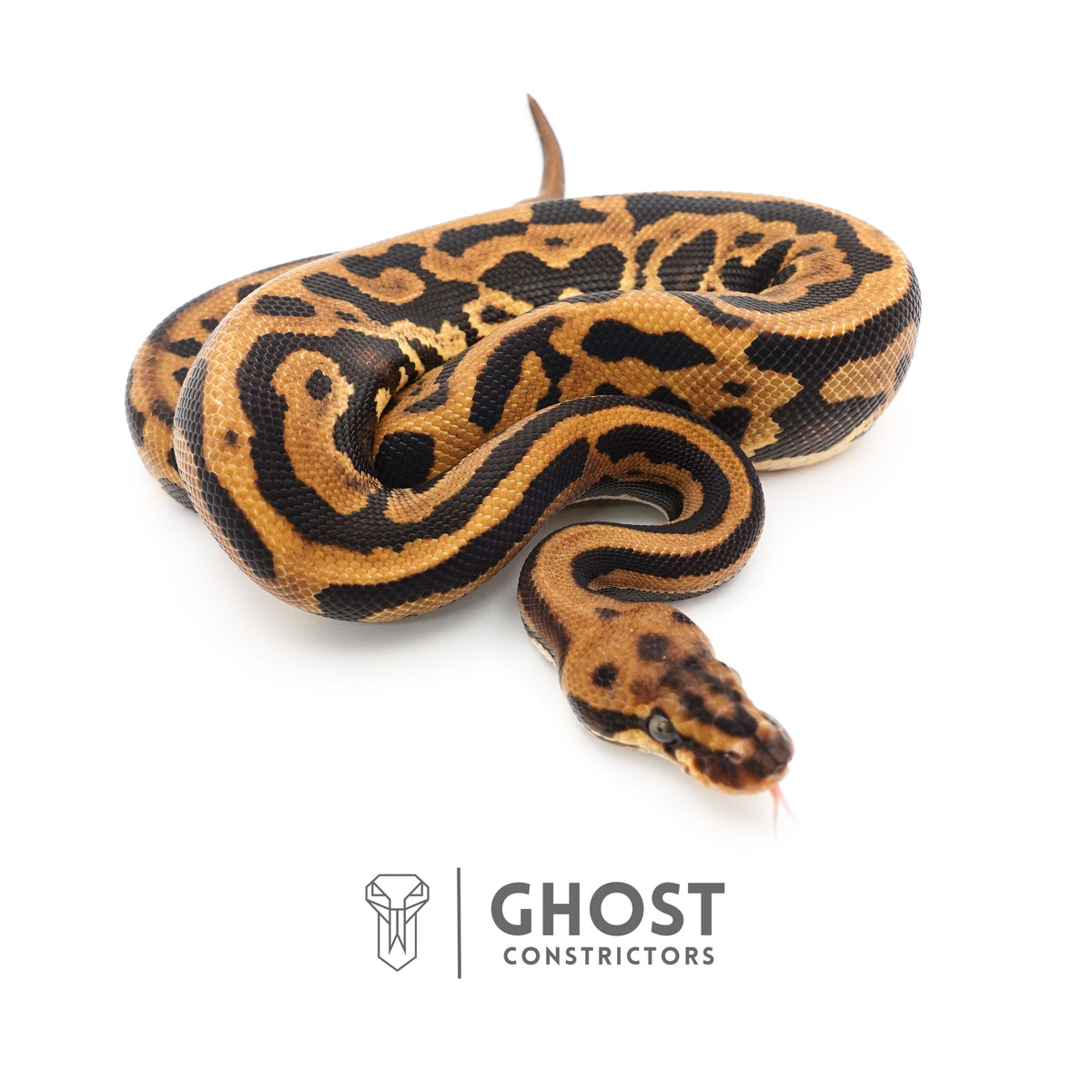Leopard Spotnose Enchi Possible Redstripe Triple Het Clown DG Pied Ball Python — Male, 2024 hatch, captive-bred by Ghost Constrictors