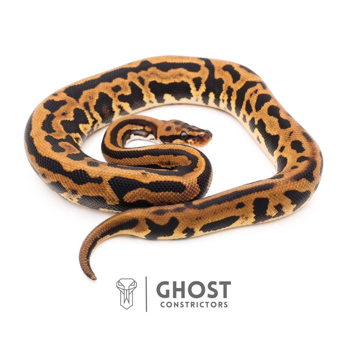 Leopard Spotnose Enchi Possible Redstripe Triple Het Clown DG Pied Ball Python — Male, 2024 hatch, captive-bred by Ghost Constrictors