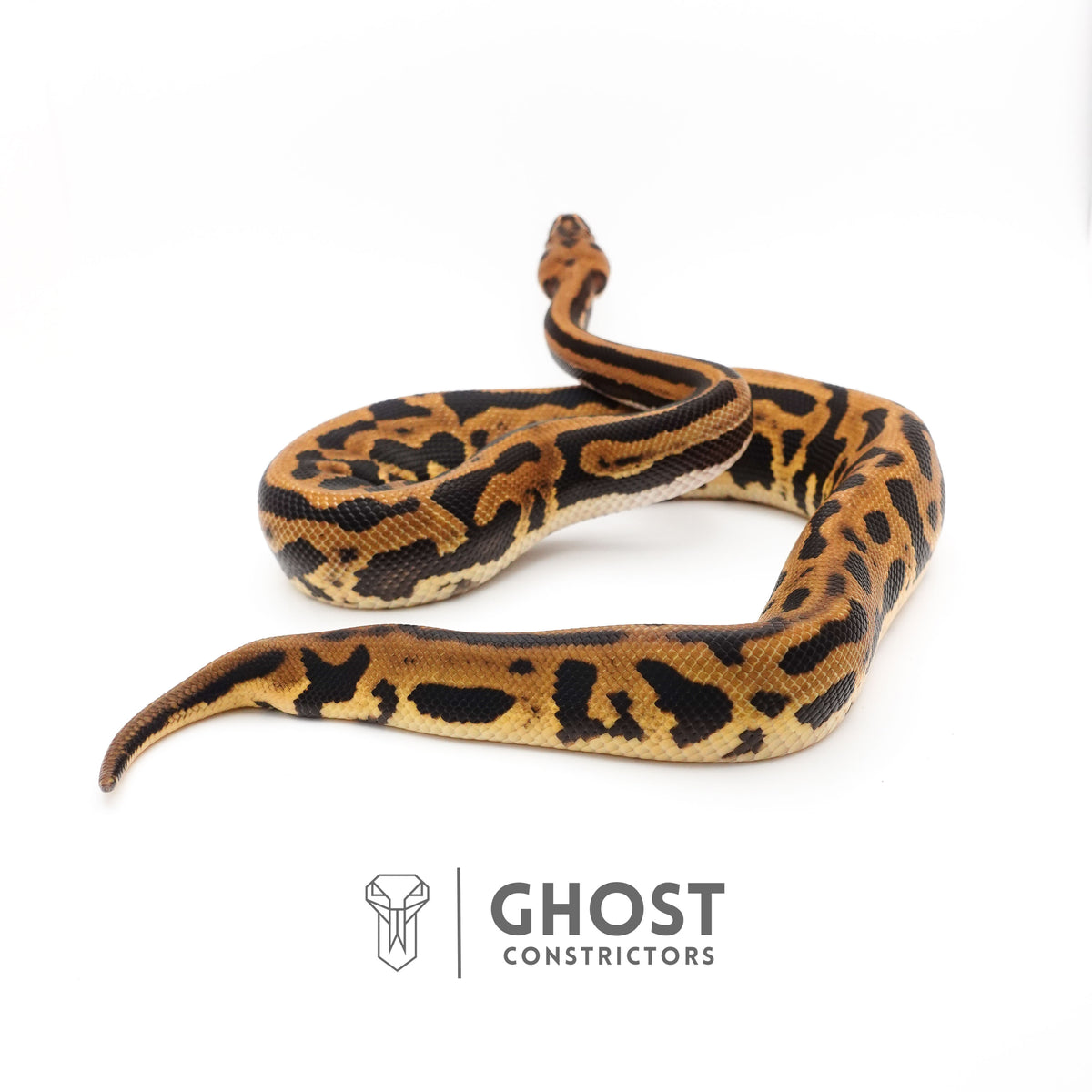 Leopard Spotnose Enchi Possible Redstripe Triple Het Clown DG Pied Ball Python — Male, 2024 hatch, captive-bred by Ghost Constrictors