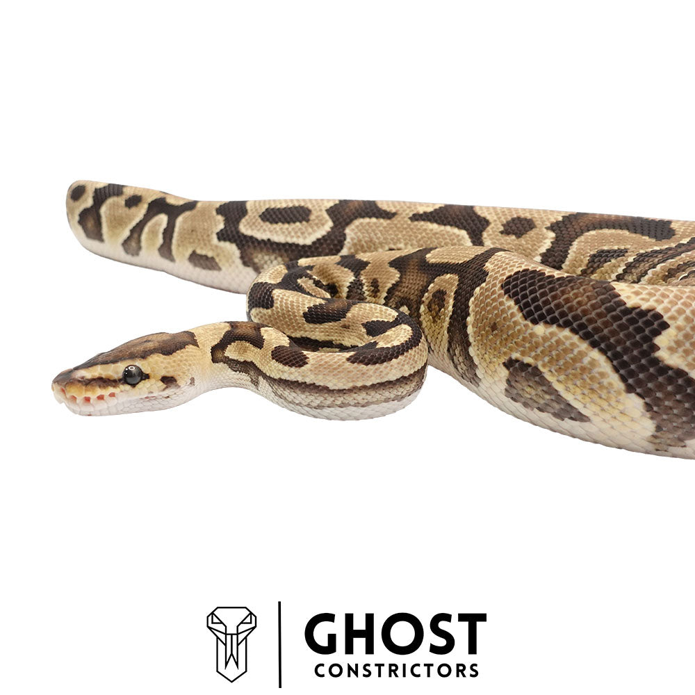 Fire, Het Clown, Het Cryptic, 66% Het Genetic Stripe, 50% Het Desert Ghost Ball Python for Sale