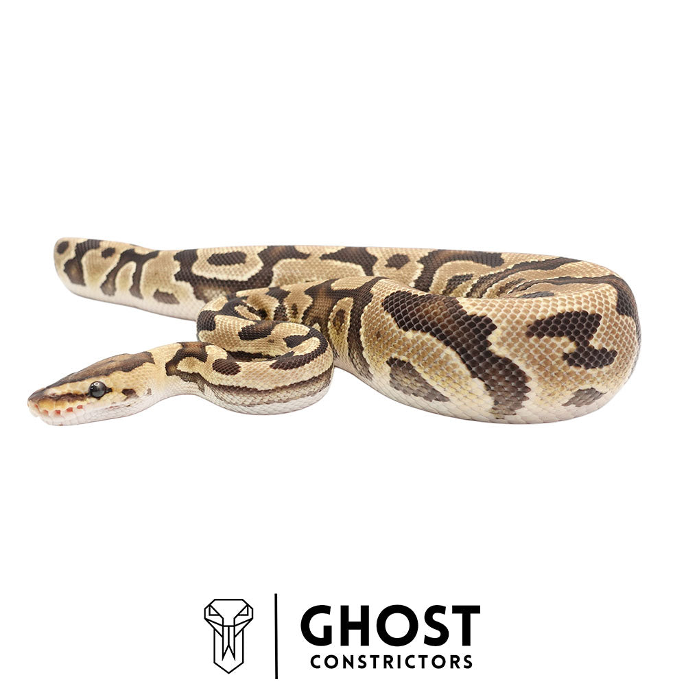 Fire, Het Clown, Het Cryptic, 66% Het Genetic Stripe, 50% Het Desert Ghost Ball Python for Sale
