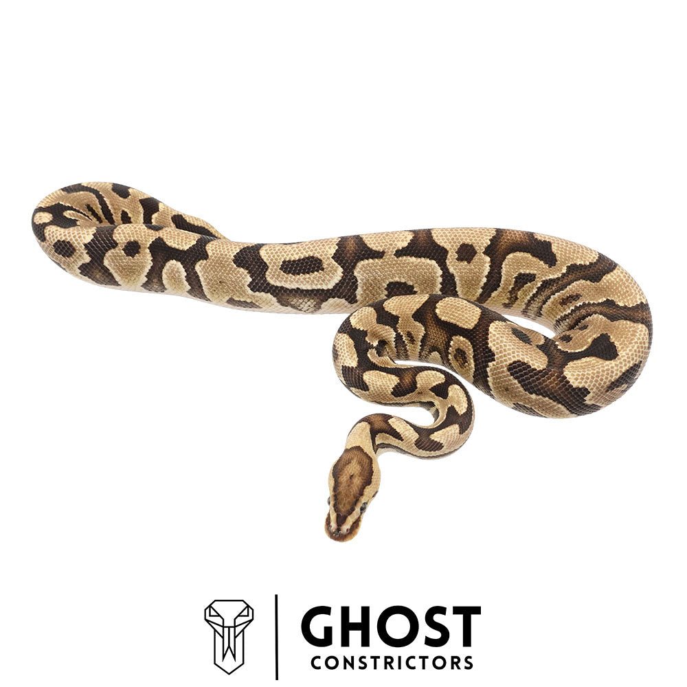 Fire, Het Clown, Het Cryptic, 66% Het Genetic Stripe, 50% Het Desert Ghost Ball Python for Sale