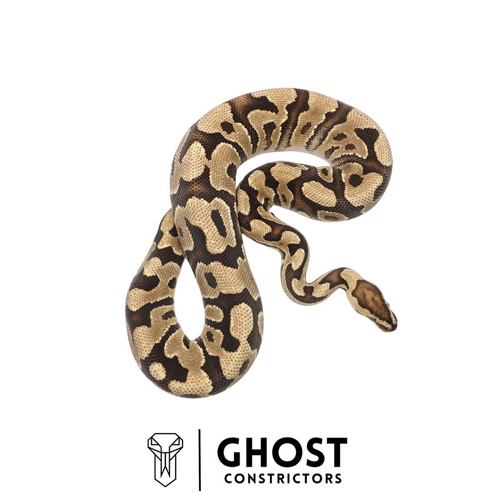 Fire, Het Clown, Het Cryptic, 66% Het Genetic Stripe, 50% Het Desert Ghost Ball Python for Sale