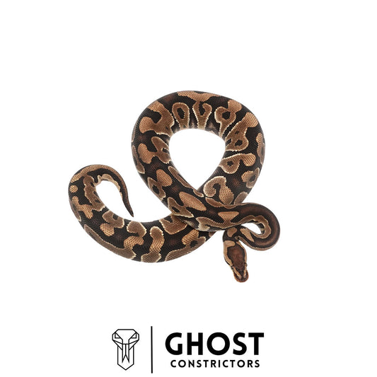 Het Clown Het Cryptic Female | 66% Het Genetic Stripe