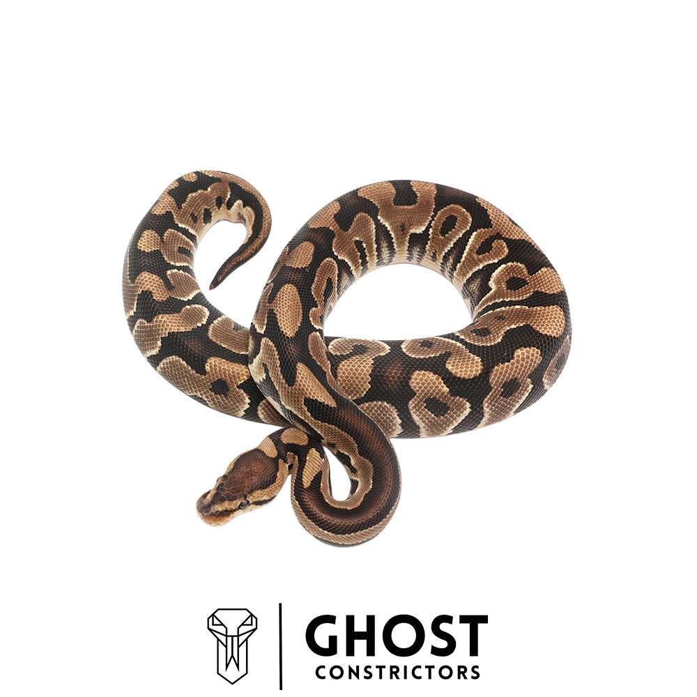 Het Clown Het Cryptic Female | 66% Het Genetic Stripe