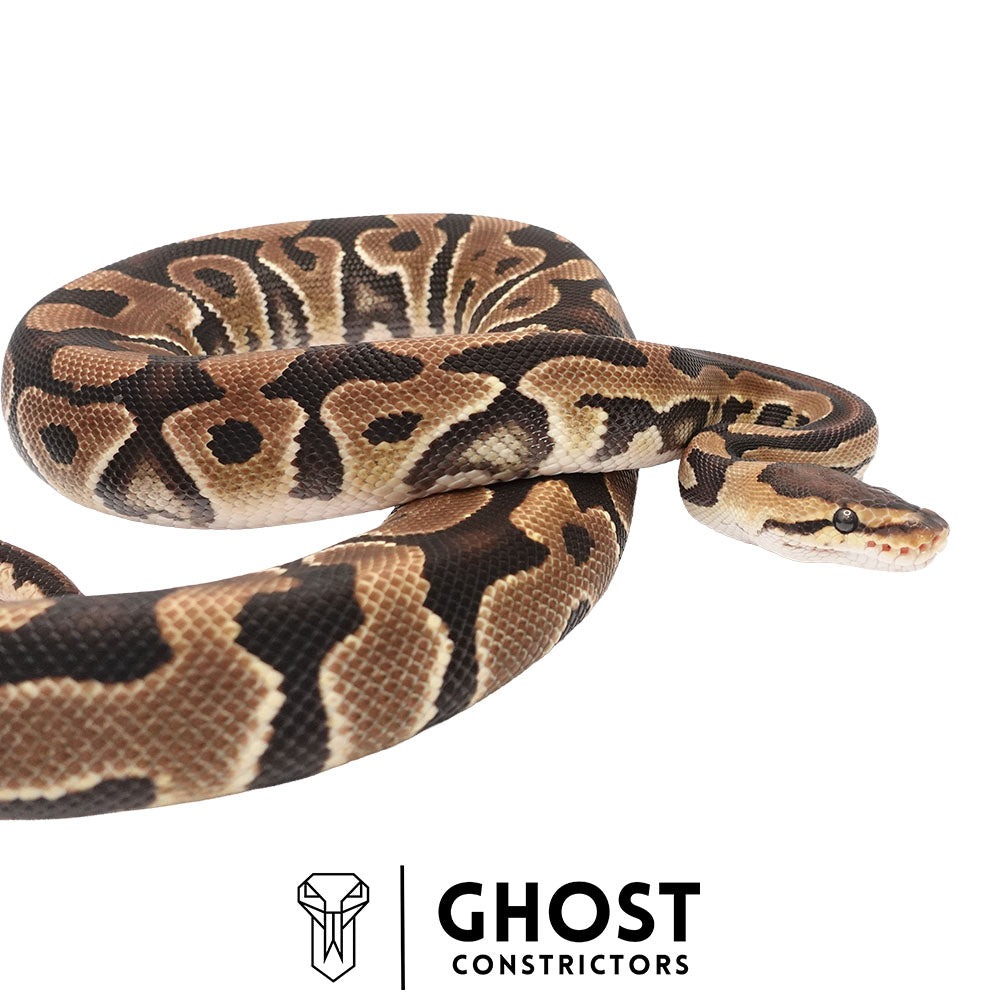 Het Clown Het Cryptic Female | 66% Het Genetic Stripe