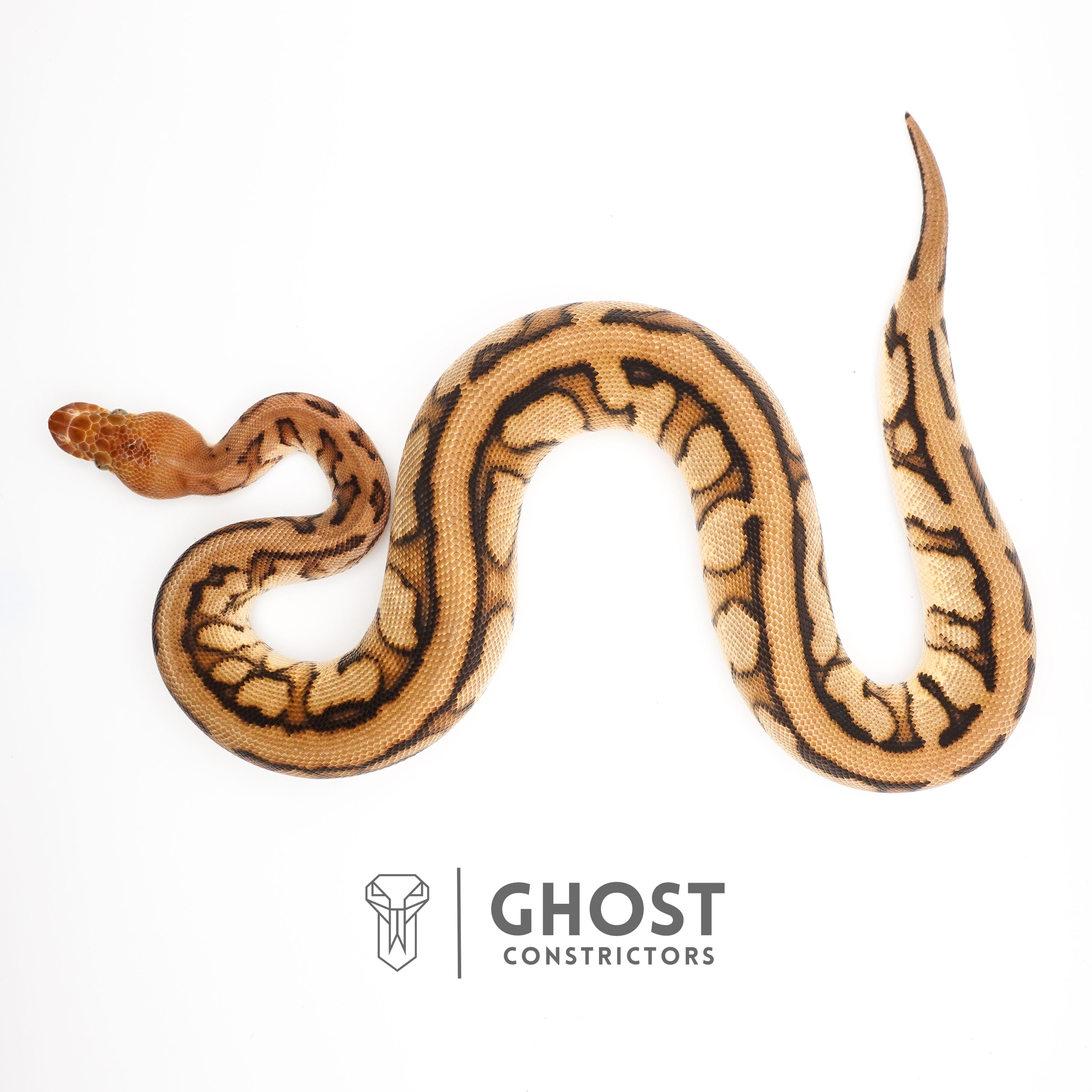 Spotnose Genetic Stripe Clown Het Desert Ghost Ball Python – Ghost ...