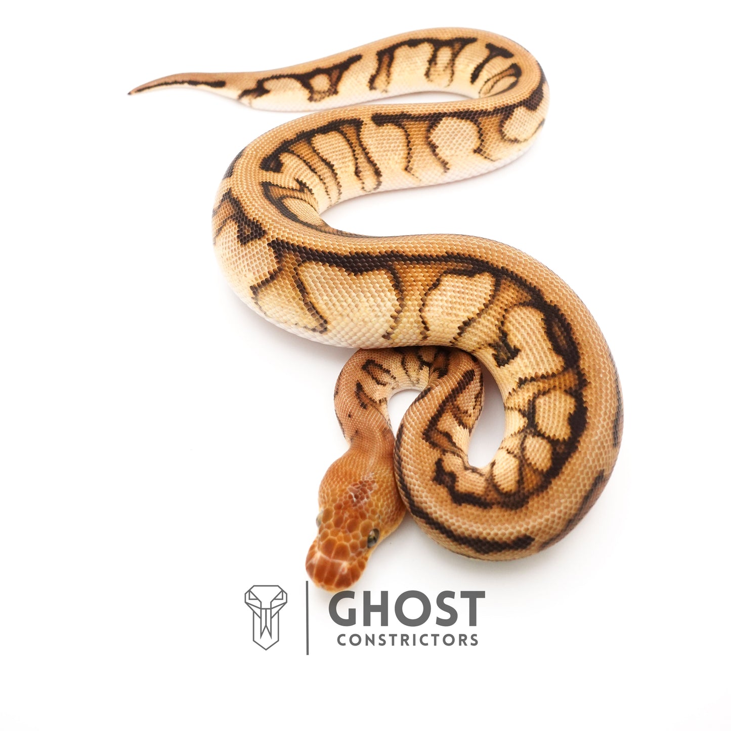 Spotnose Genetic Stripe Clown Het Desert Ghost Ball Python