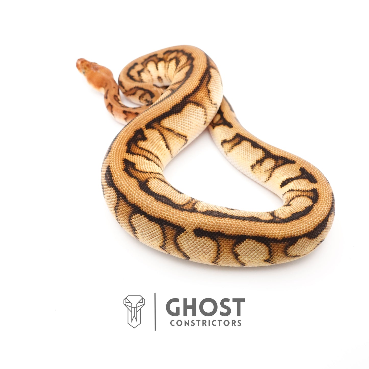 Spotnose Genetic Stripe Clown Het Desert Ghost Ball Python