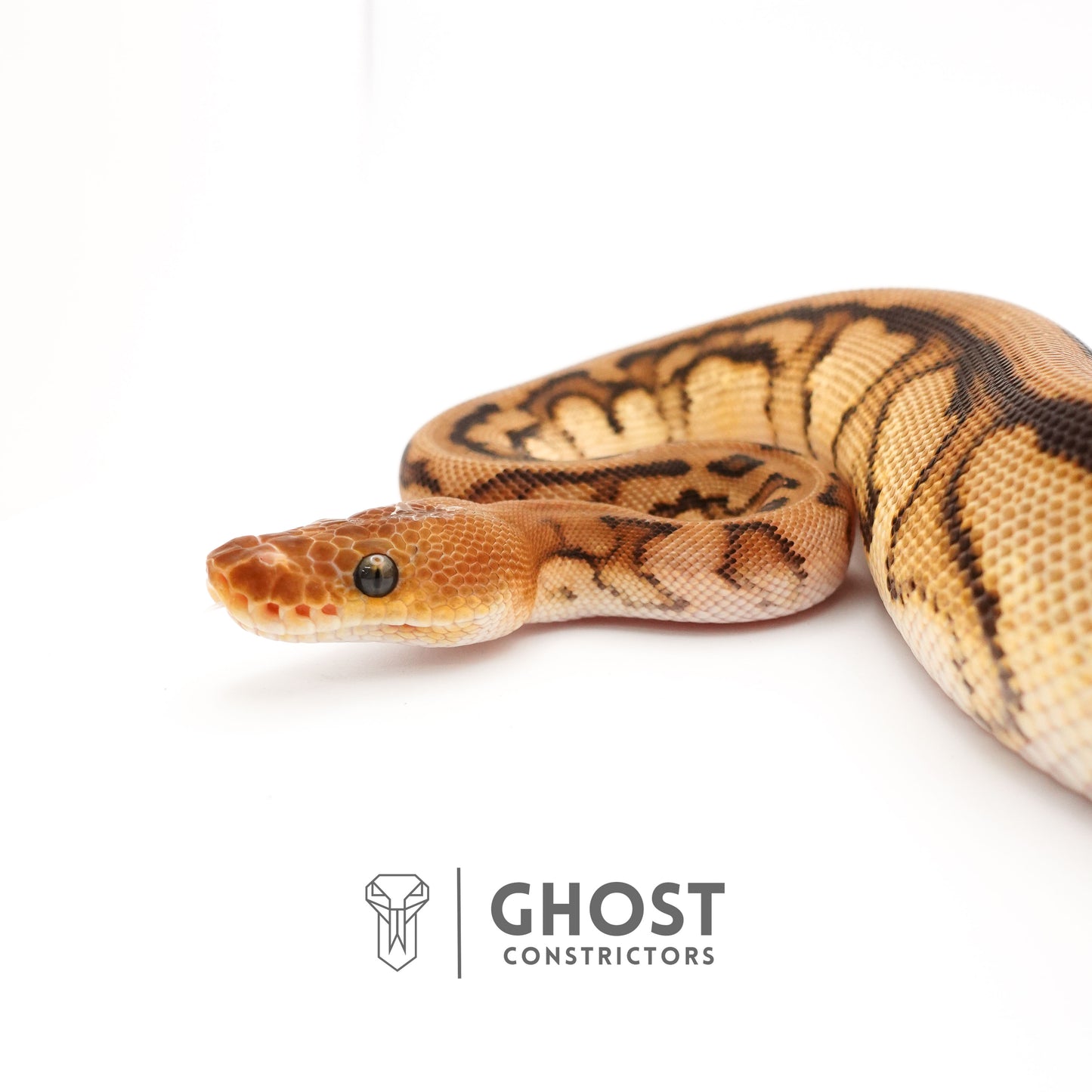 Spotnose Genetic Stripe Clown Het Desert Ghost Ball Python