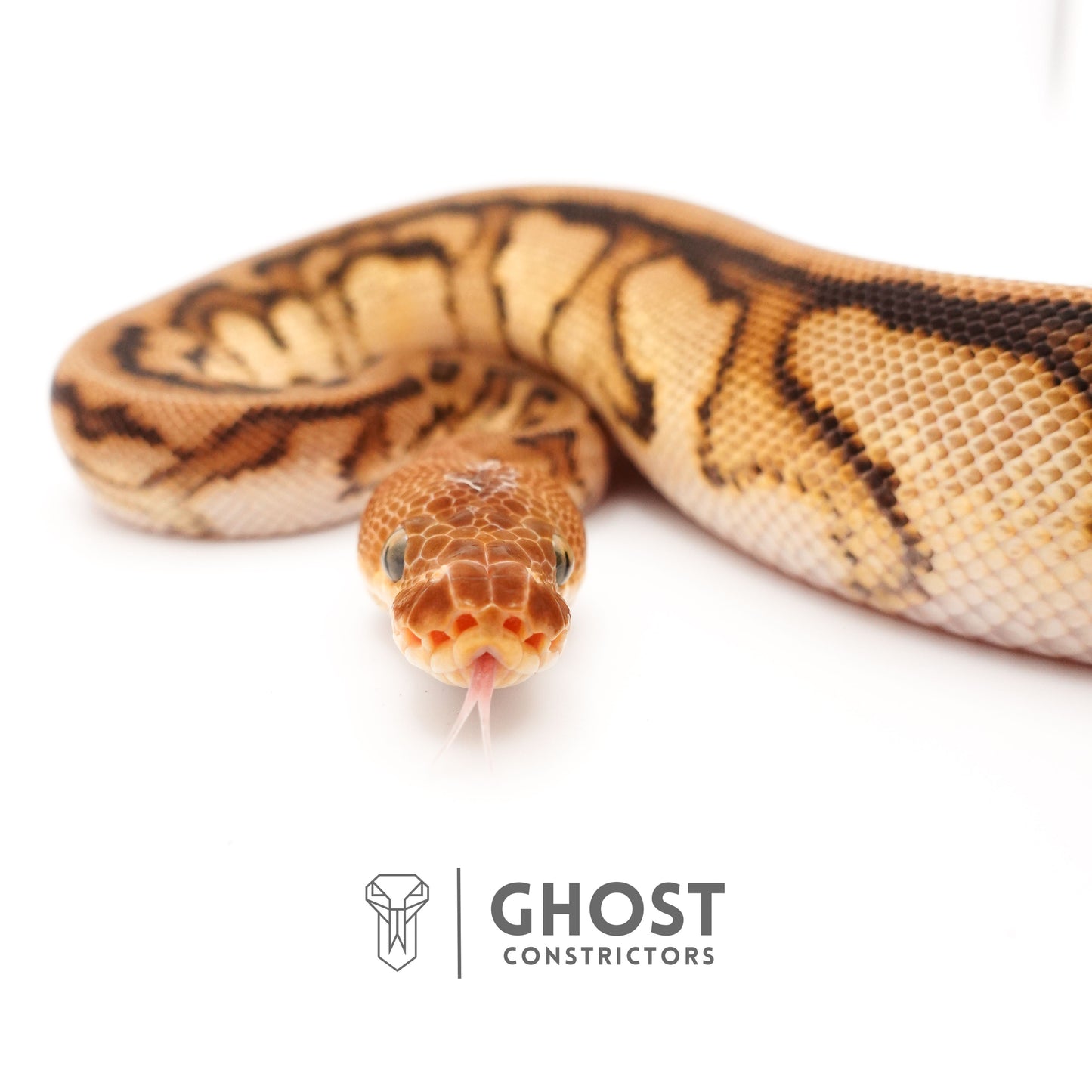 Spotnose Genetic Stripe Clown Het Desert Ghost Ball Python