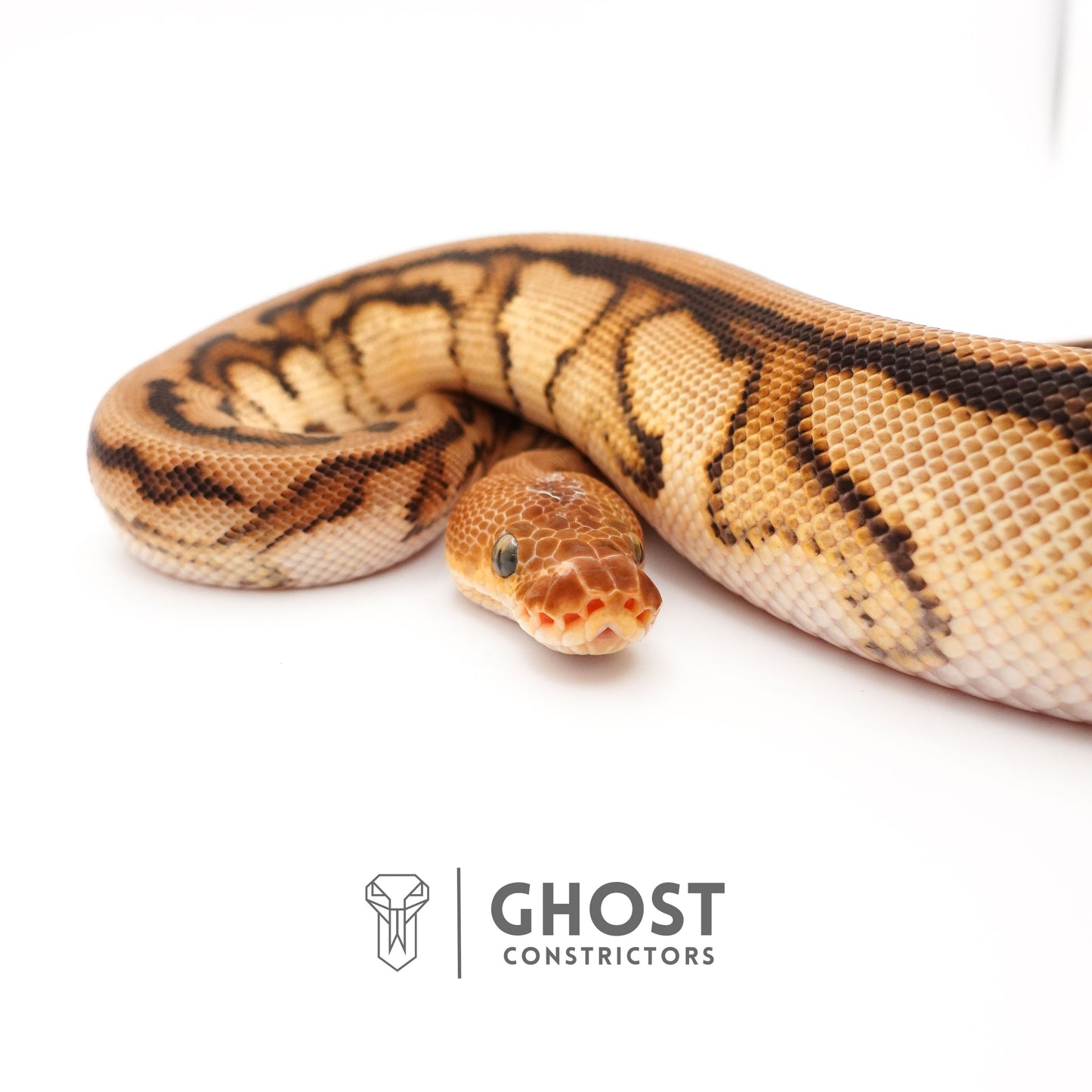 Spotnose Genetic Stripe Clown Het Desert Ghost Ball Python