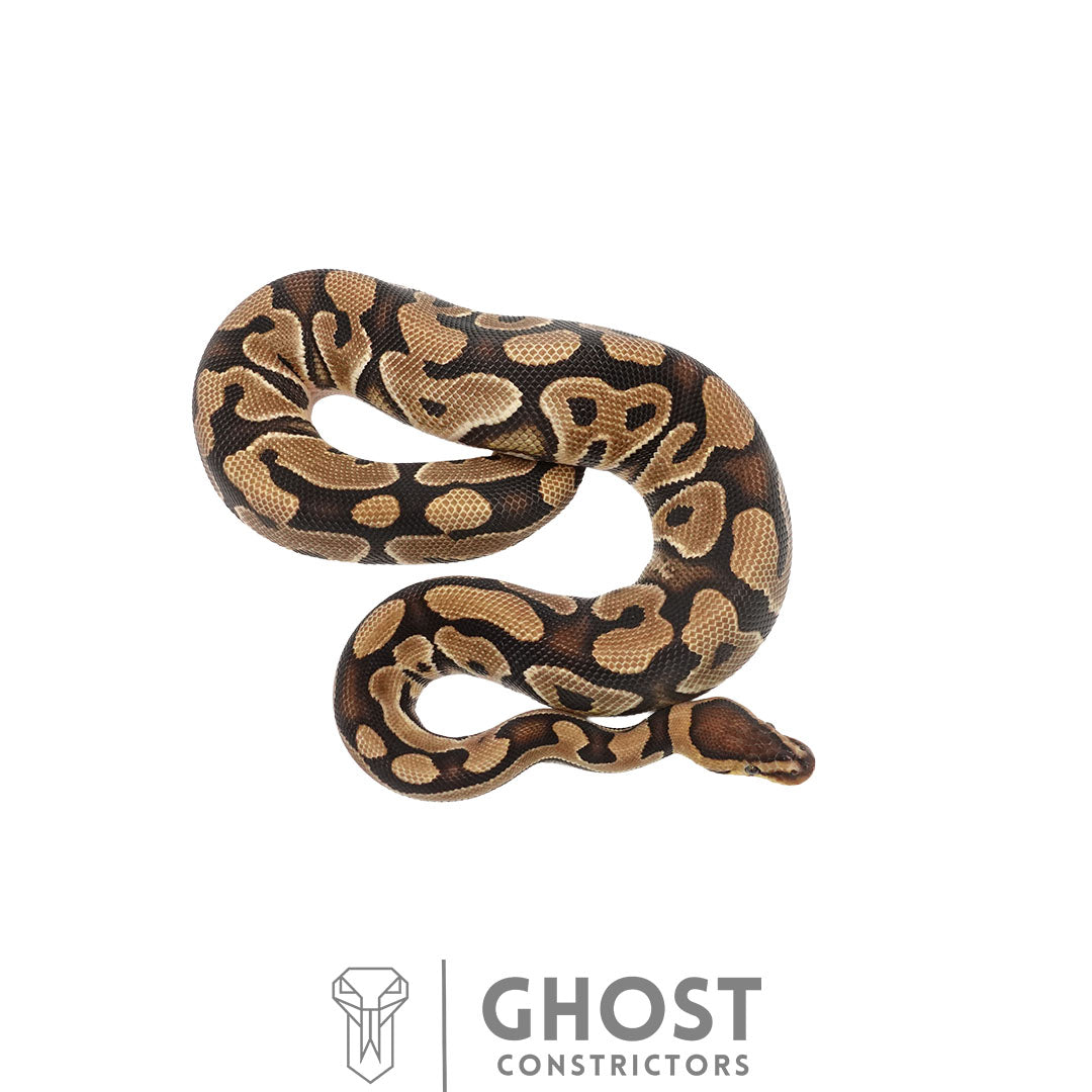 Fire Het Clown Het Cryptic Male | 66% Het Genetic Stripe