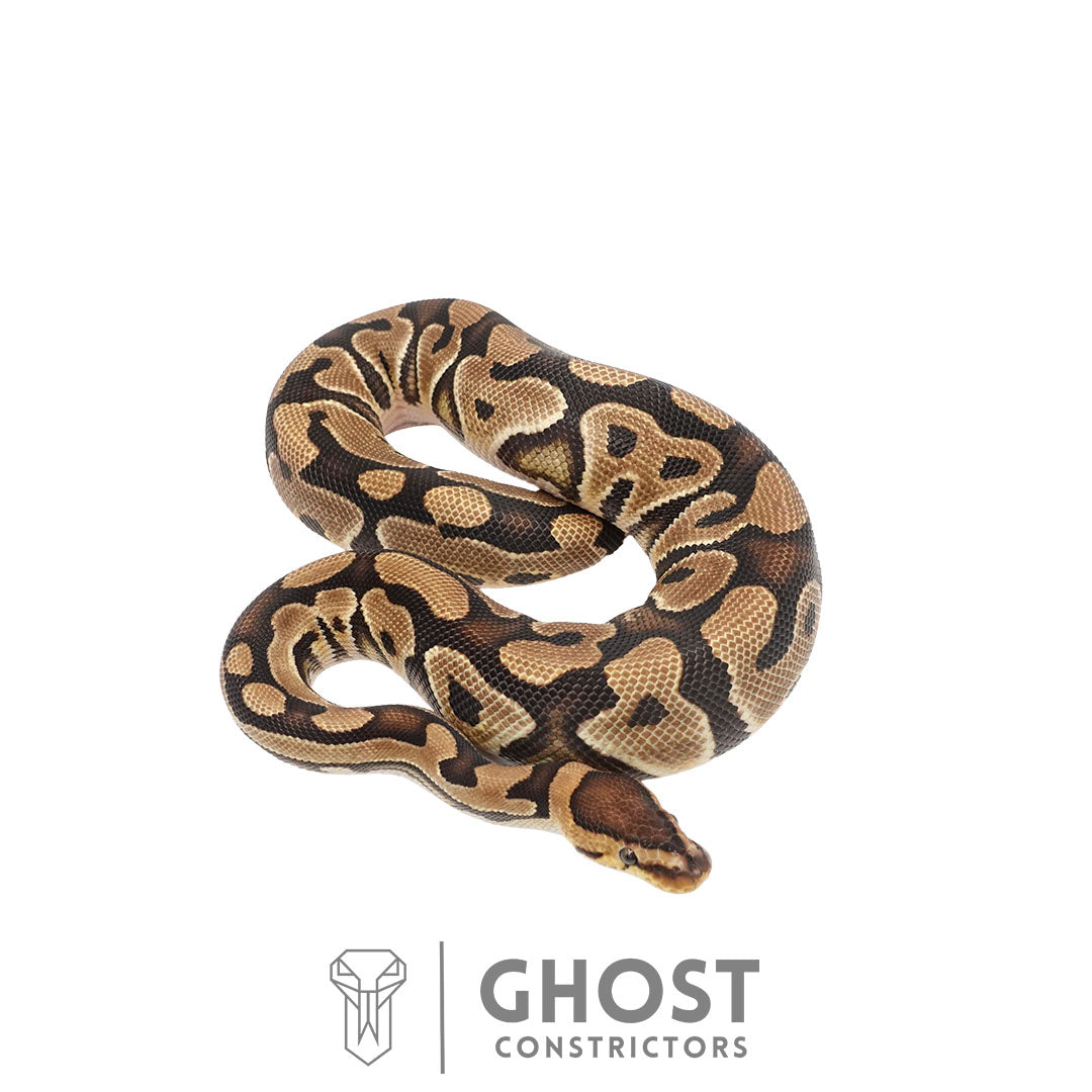 Fire Het Clown Het Cryptic Male | 66% Het Genetic Stripe