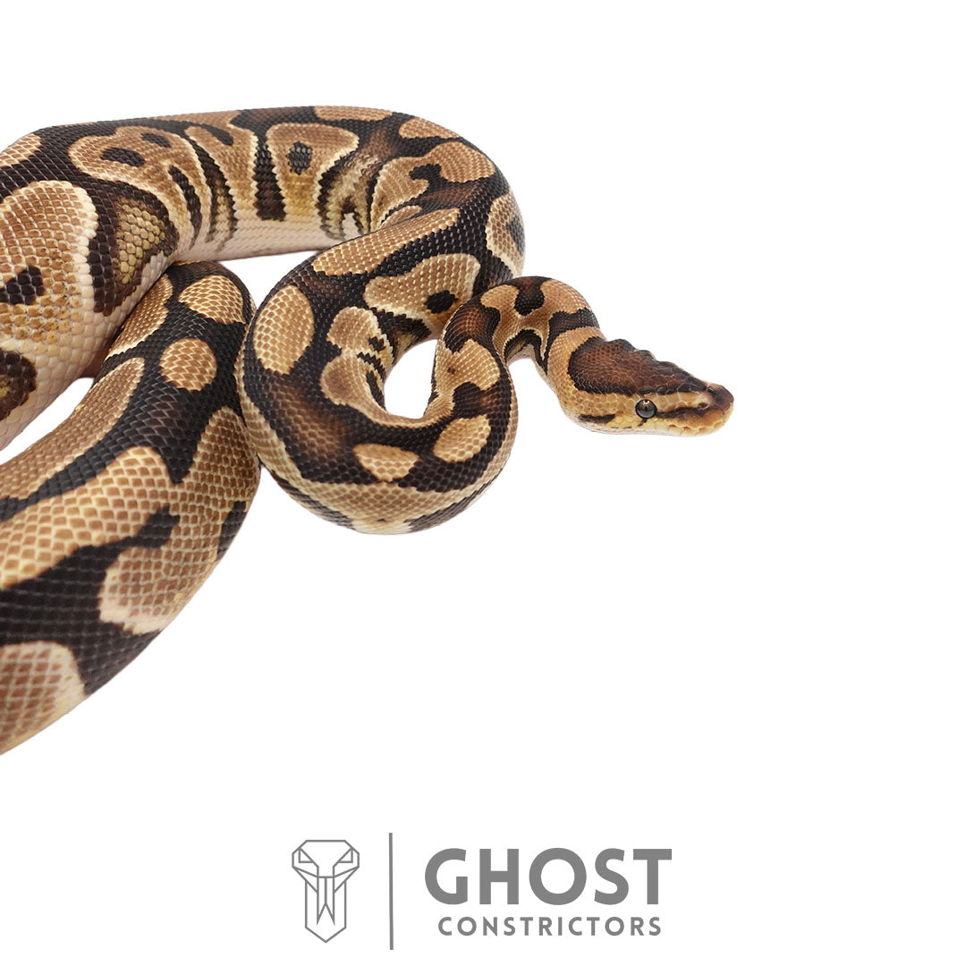Fire Het Clown Het Cryptic Male | 66% Het Genetic Stripe