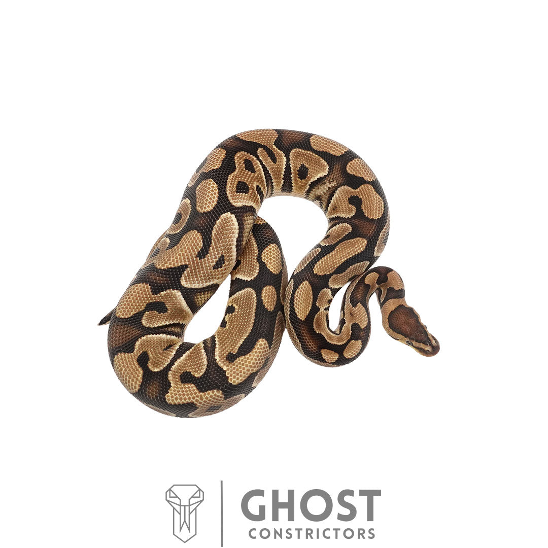 Fire Het Clown Het Cryptic Male | 66% Het Genetic Stripe
