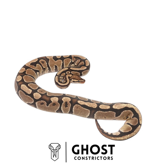 Fire Multi-Het Female Ball Python | Ghost Holdback Release