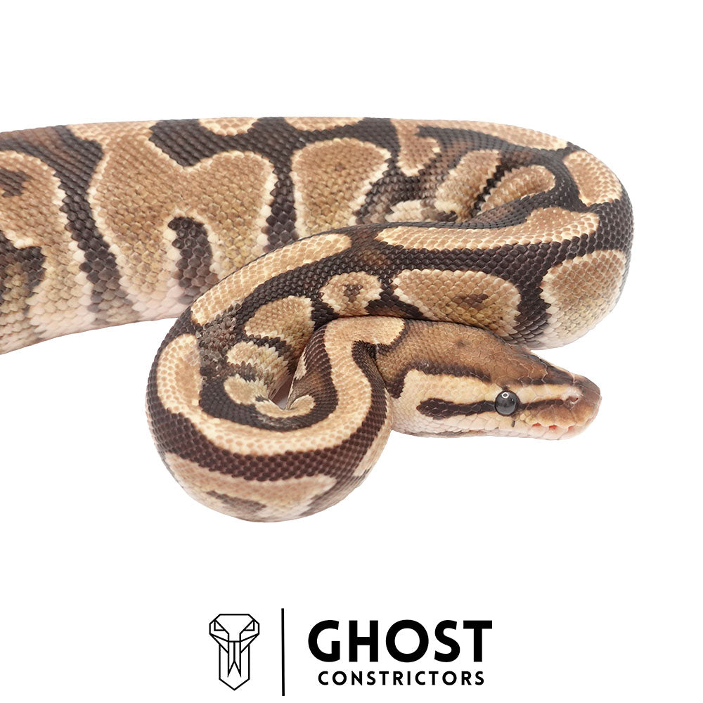 Fire Multi-Het Female Ball Python | Ghost Holdback Release