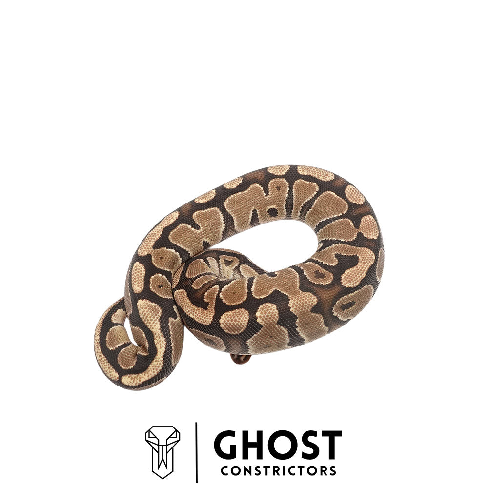 Fire Multi-Het Female Ball Python | Ghost Holdback Release