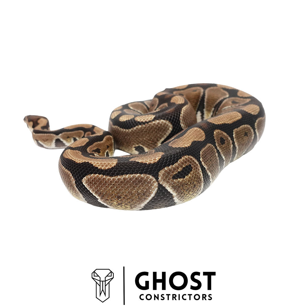 Multi-Het Female Ball Python | Ghost Holdback Release