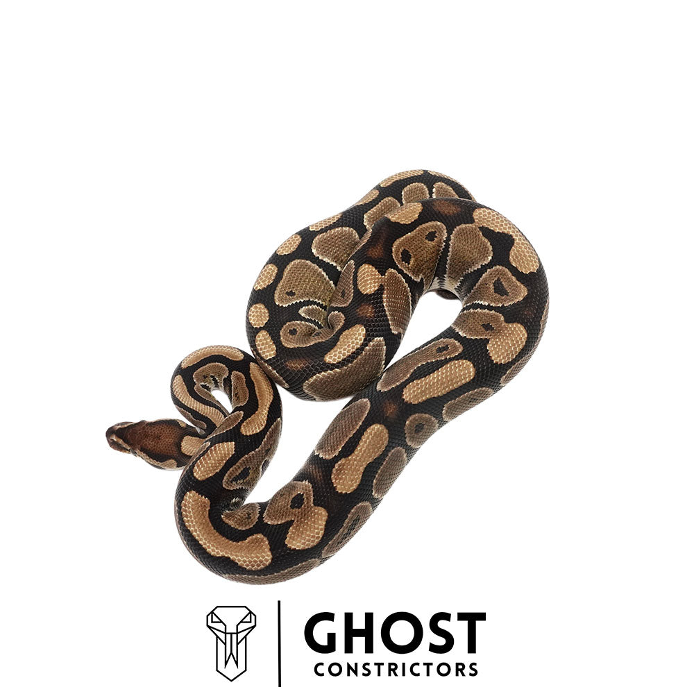 Multi-Het Female Ball Python | Ghost Holdback Release