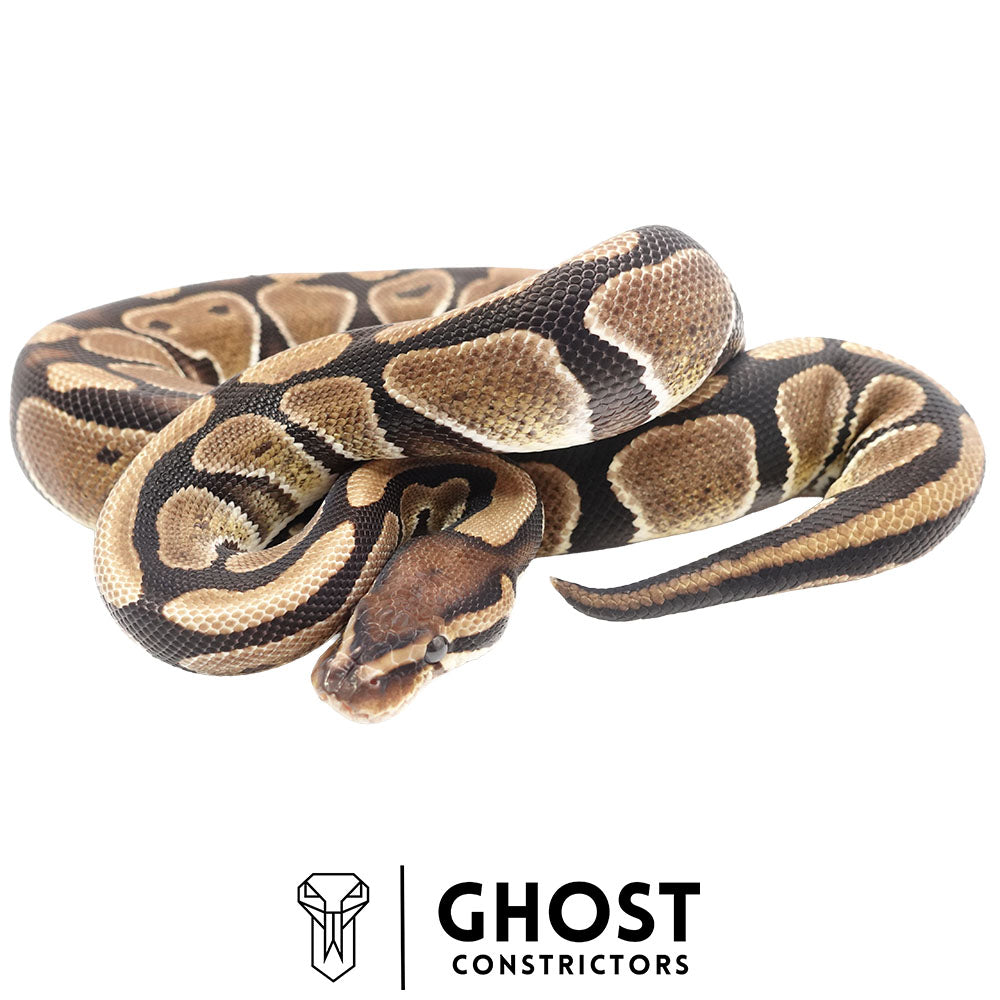 Multi-Het Female Ball Python | Ghost Holdback Release