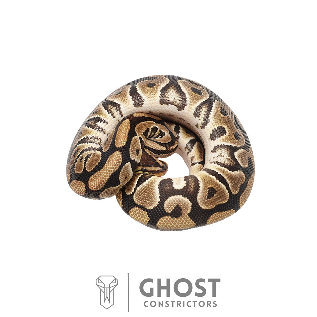 Het Clown Het Cryptic Male | 50% Het DG & Genetic Stripe