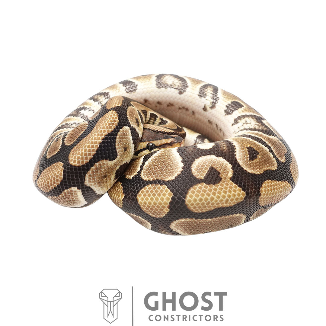 Het Clown Het Cryptic Male | 50% Het DG & Genetic Stripe